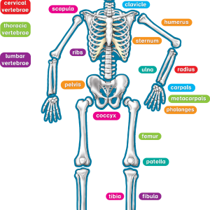 Partes del esqueleto humano magnético (ING) (TCR77241)
