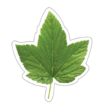 Distintivos de imágenes hojas de Maple (CD120568)