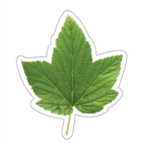 Distintivos de imágenes hojas de Maple (CD120568)