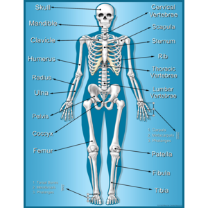 Afiche del esqueleto (TCR7632)