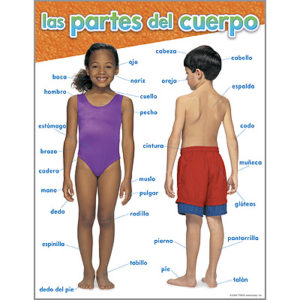 Afiche las partes del cuerpo (ESP)(43x56cm) (T38514)