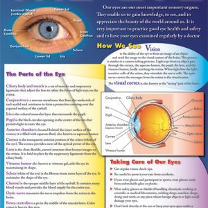 Afiche ojo humano (43x56cm)(ING) (CD414040)