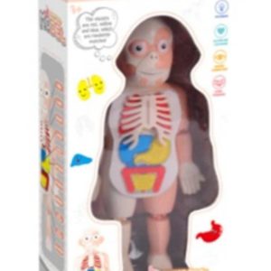 Juego del cuerpo humano (DD1241)