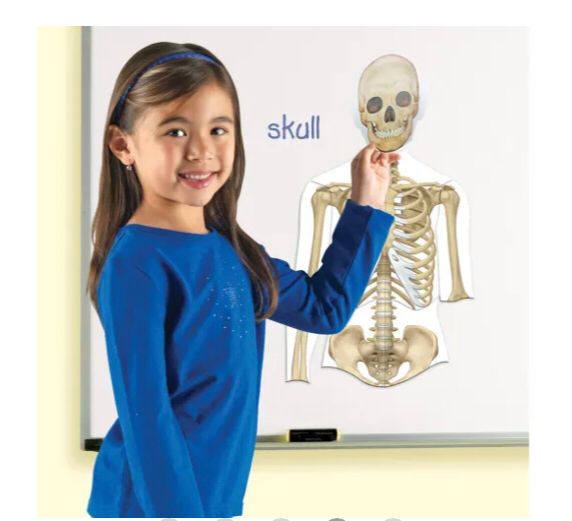 Cuerpo humano magnético de doble cara (LER6044) - Image 2