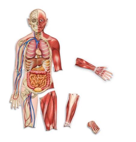 Cuerpo humano magnético de doble cara (LER6044) - Image 3