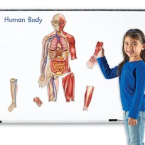 Cuerpo humano magnético de doble cara (LER6044)