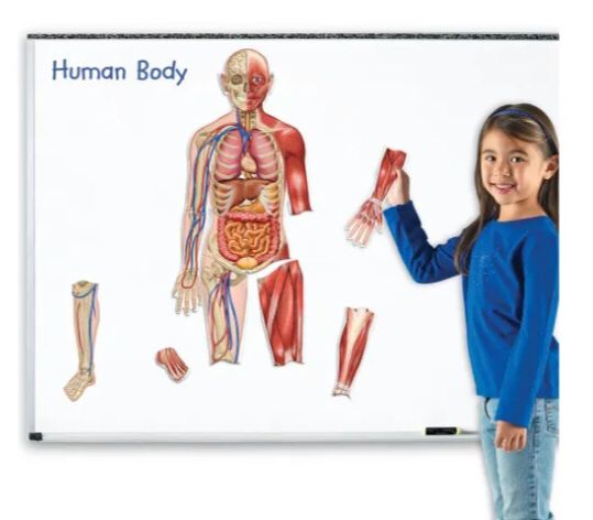 Cuerpo humano magnético de doble cara (LER6044)