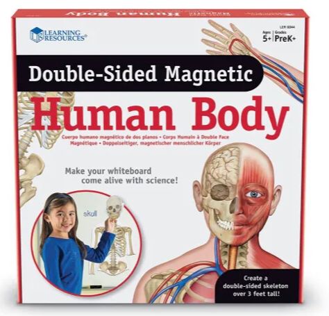 Cuerpo humano magnético de doble cara (LER6044) - Image 4