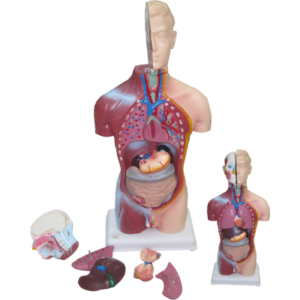 CUERPO HUMANO 45 CM (ORGANOS INTERNOS SE SACAN PARA APRENDIZAJE) (DD1266)
